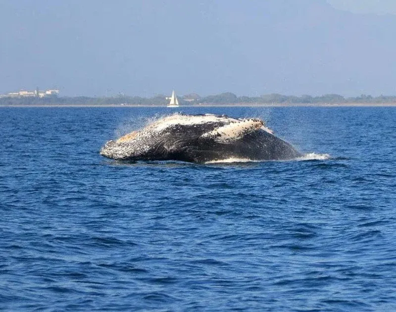 Avistamiento de Ballenas Jorobadas en PV