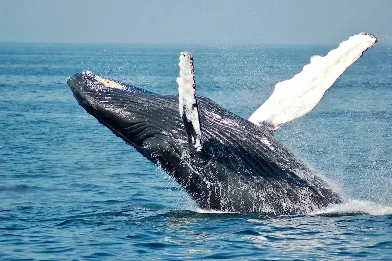 🐋 Tour de Ballenas — Bahía de Banderas